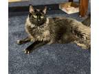 Adopt Truffle a Black (Mostly) Norwegian Forest Cat (long coat) cat in Medford