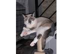 Adopt Precious a Cream or Ivory Siamese (short coat) cat in Medford