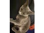 Adopt hank a Gray or Blue Tabby / Mixed (short coat) cat in Gig Harbor