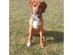Adopt Rosealyn a Brown/Chocolate Hound (Unknown Type) / Mixed dog in Plainfield