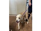 Adopt Lucille a Tan/Yellow/Fawn - with White Pit Bull Terrier dog in Opelousas
