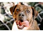 Adopt Fred a Brindle - with White Catahoula Leopard Dog / Mastiff / Mixed dog in
