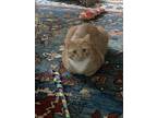 Adopt Herbie a Orange or Red American Shorthair / Mixed (short coat) cat in New