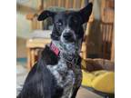 Adopt Lynda a Black Mixed Breed (Medium) / Mixed dog in Vail, AZ (40087542)