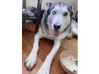 Adopt Draco a White - with Black Husky / Mixed dog in Indianapolis