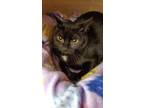 Adopt Panda a Domestic Shorthair / Mixed (short coat) cat in Heber