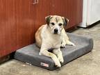 Adopt Franky a Mixed Breed (Medium) / Mixed dog in Jonesboro, AR (40362113)