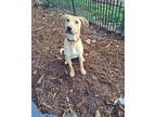 Adopt Wally a Tan/Yellow/Fawn - with Black Black Mouth Cur / Mixed dog in