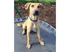 Adopt Marty a Tan/Yellow/Fawn - with Black Black Mouth Cur / Mixed dog in