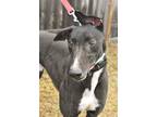 Adopt XM WALT a Greyhound / Mixed dog in Grandville, MI (40360409)