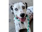 Adopt Pongo a White - with Black Dalmatian / Mixed dog in Canoga Park