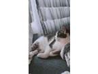 Adopt Salty a Domestic Shorthair / Mixed (short coat) cat in Bloomington