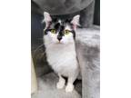 Adopt Rory / Monkey a Domestic Mediumhair / Mixed (short coat) cat in