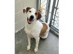 Adopt Ryan / AC 24476F a Hound (Unknown Type) / Terrier (Unknown Type