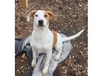 Adopt Ryan / AC 24476F a Hound (Unknown Type) / Terrier (Unknown Type