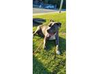 Adopt Thor a Gray/Blue/Silver/Salt & Pepper Pit Bull Terrier / Mixed dog in