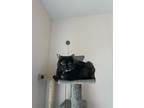 Adopt Kikio a Tortoiseshell Domestic Shorthair / Mixed (short coat) cat in
