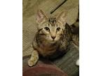 Adopt Jelly a Brown Tabby Domestic Shorthair (short coat) cat in Logan