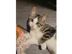 Adopt Stinker a Brown Tabby Domestic Shorthair (short coat) cat in Logan