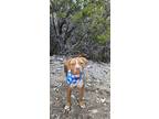 Adopt CHARLIE a Tan/Yellow/Fawn - with White American Pit Bull Terrier / Mixed