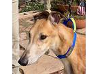 Adopt Gomez a Tan/Yellow/Fawn Greyhound / Mixed dog in El Cajon, CA (40358296)