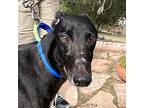 Adopt Newman a Black Greyhound / Mixed dog in El Cajon, CA (40358298)