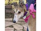 Adopt Brigit a Brindle Greyhound / Mixed dog in El Cajon, CA (40358263)