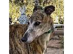 Adopt Laura a Brindle Greyhound / Mixed dog in El Cajon, CA (40358218)