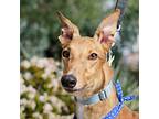 Adopt Patton a Tan/Yellow/Fawn Greyhound / Mixed dog in El Cajon, CA (40358114)