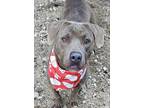 Adopt CARMEN a Gray/Silver/Salt & Pepper - with White Pit Bull Terrier / Mixed