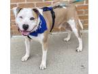 Adopt Willie a White - with Tan, Yellow or Fawn Staffordshire Bull Terrier /