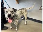 Adopt Sparky a Australian Cattle Dog / American Staffordshire Terrier / Mixed