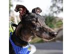 Adopt Kody a Black Greyhound / Mixed dog in El Cajon, CA (40357909)