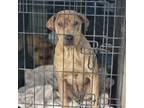 Adopt Tesla a Shar Pei / Catahoula Leopard Dog dog in Crosbyton, TX (39921934)