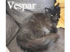 Adopt Vespar a All Black Domestic Longhair (long coat) cat in schenectady