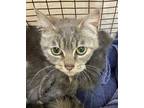 Adopt Ari a Domestic Shorthair / Mixed cat in Spokane Valley, WA (40355556)