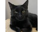 Adopt Dimitri a All Black Domestic Shorthair (short coat) cat in Victor