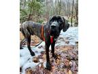Adopt Tater a Brindle Cane Corso / Mixed dog in Bowmanville, ON (38276271)