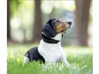 Adopt REX a Tricolor (Tan/Brown & Black & White) Beagle / Mixed dog in