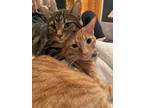Adopt Rocket and Milo a Orange or Red Tabby Tabby / Mixed (short coat) cat in
