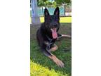 Adopt Artemis a German Shepherd Dog / Mixed dog in Tulare, CA (40354235)
