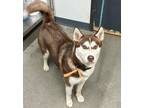 Adopt Autumn a Siberian Husky / Mixed dog in Tulare, CA (40354228)