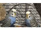 Adopt Luigi & Luisa a Blue Parakeet - Other bird in Paramus, NJ (40353370)