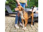 Adopt Weeman a Tricolor (Tan/Brown & Black & White) Foxhound / Mixed dog in