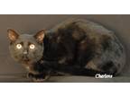 Adopt Aliyah a All Black Domestic Shorthair (short coat) cat in Newland