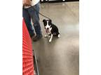 Adopt Blackie a Black - with White Border Collie / Mixed dog in Andrews