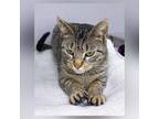 Adopt Juniper a Brown Tabby Domestic Shorthair (short coat) cat in Stamford