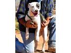 Adopt Jessie a White - with Gray or Silver Pit Bull Terrier / Mixed dog in