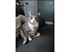 Adopt Shawl a Gray, Blue or Silver Tabby Domestic Shorthair (short coat) cat in