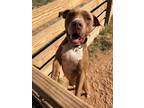 Adopt Remy a Red/Golden/Orange/Chestnut American Pit Bull Terrier / Mixed dog in